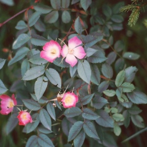 роза сизая / rosa glauca