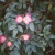 роза сизая / rosa glauca