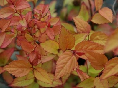 спирея японская firelight / spiraea japonica firelight