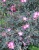 роза сизая / rosa glauca