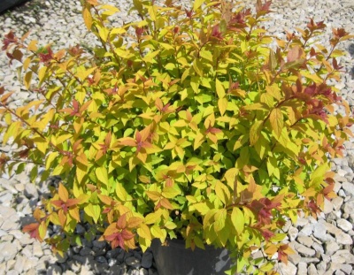 спирея японская firelight / spiraea japonica firelight
